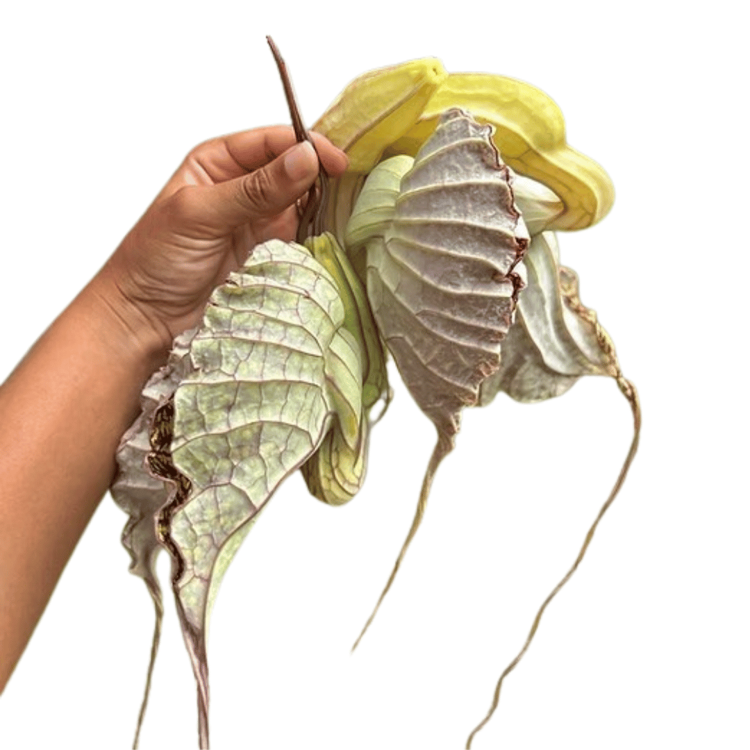 The Duck Flower for Cleansing- Jamaican Flower (Flor de Jamaica)