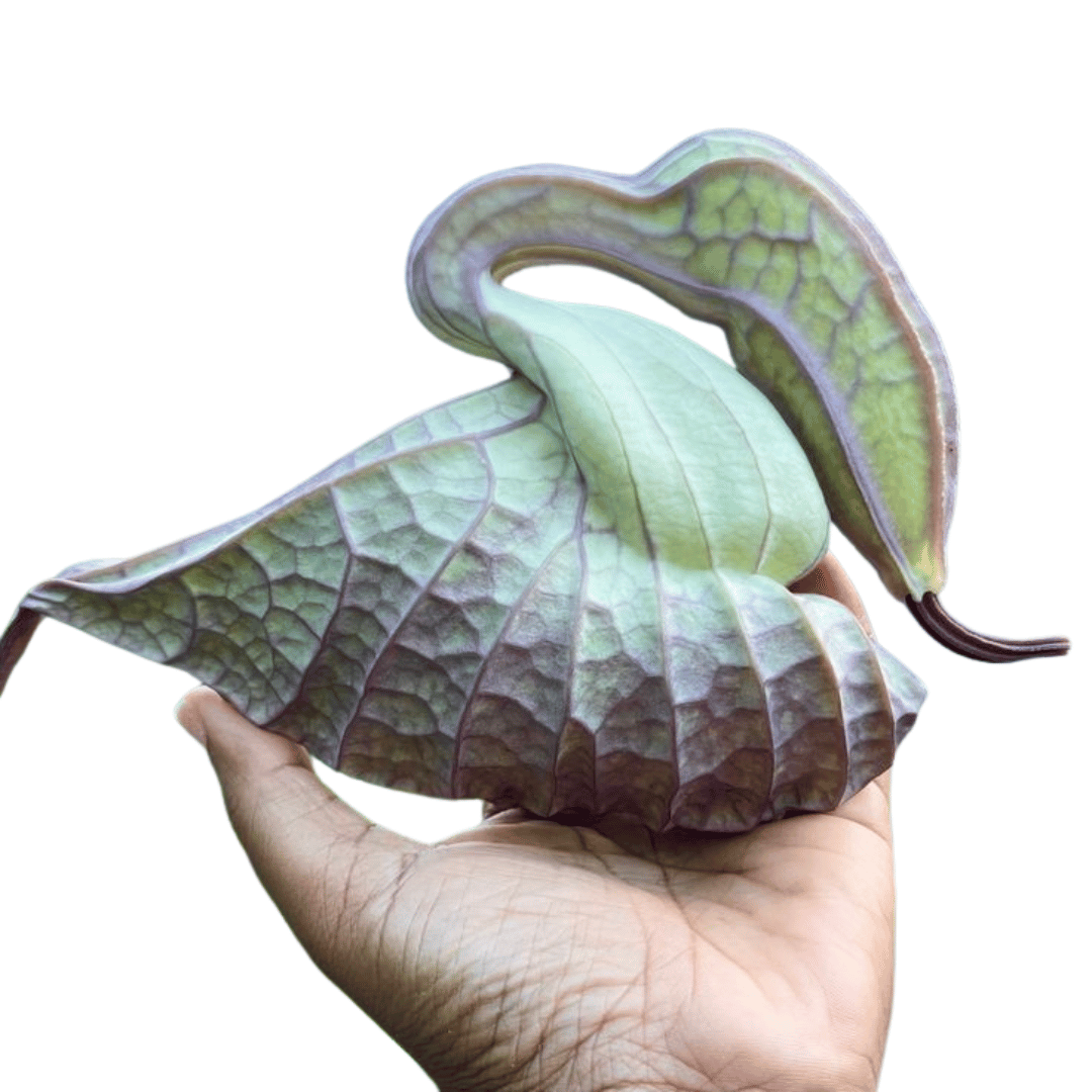 The Duck Flower for Cleansing- Jamaican Flower (Flor de Jamaica)